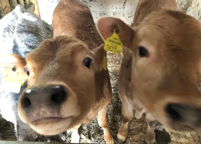 公寓 Bergbauernhof